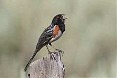 Spotted Towhee